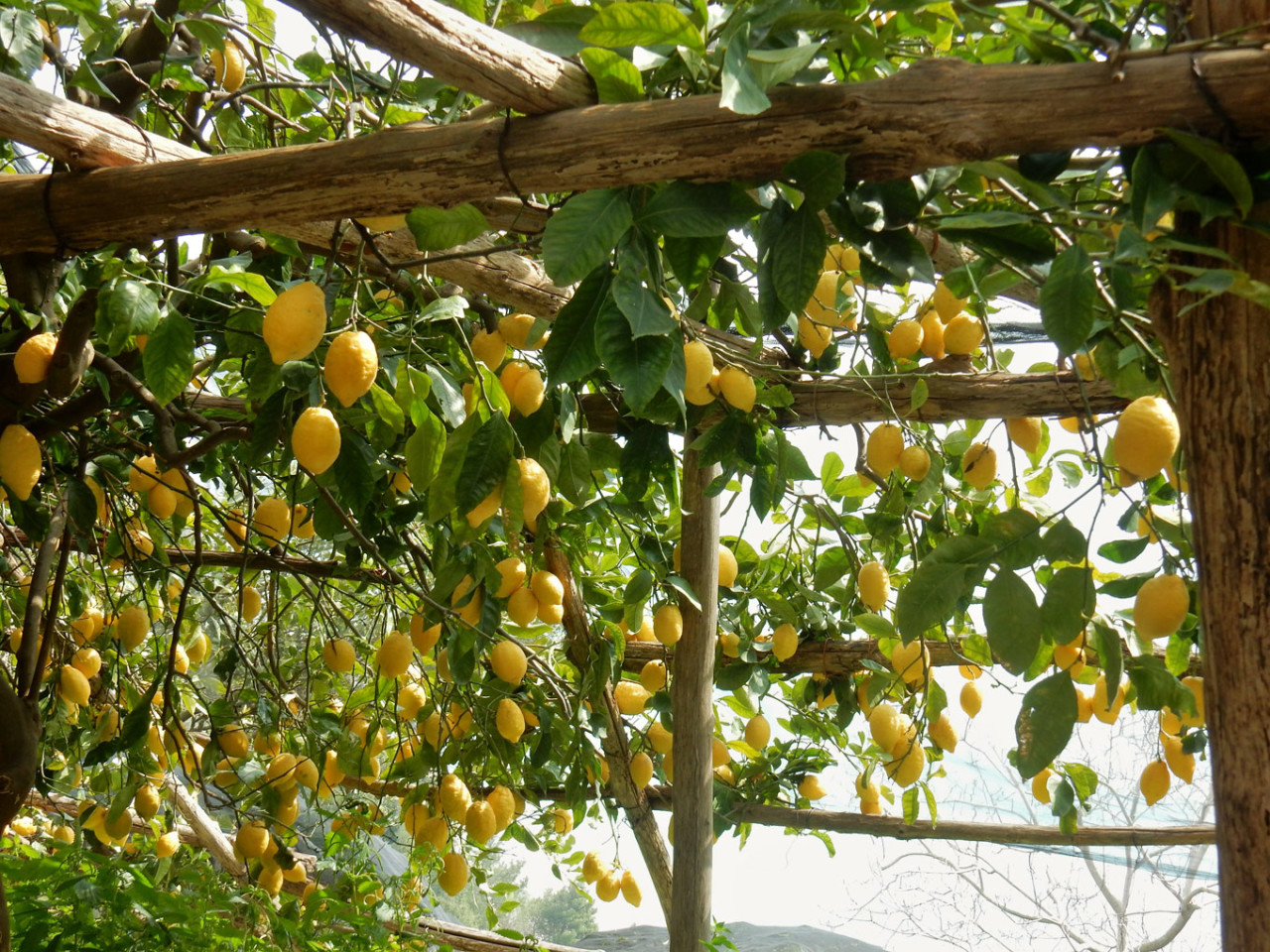 Tour del Sentiero dei Limoni - Travelmar