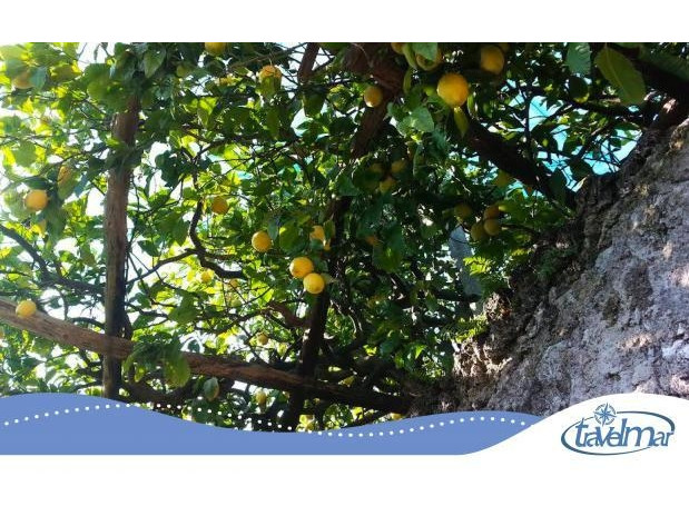 The Amalfitan Coast and the Lemons: a more-than perfect union.